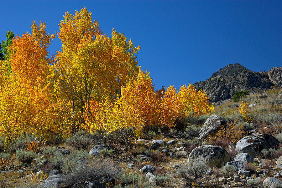 Sierra Autumn.jpg