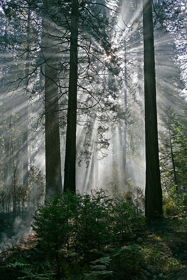 Rays of the Morning Sun.jpg