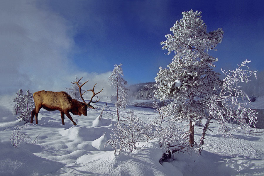 Elkbull in Winter.jpg