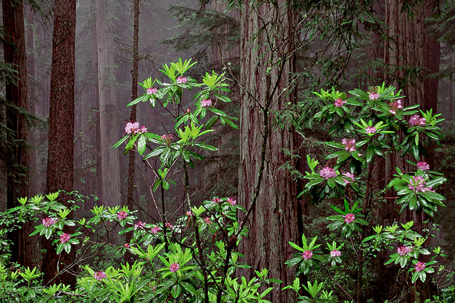 Rhododendrons in the Redwoods.jpg