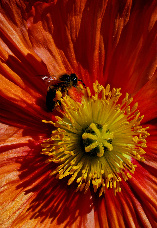 The Pollinator.jpg