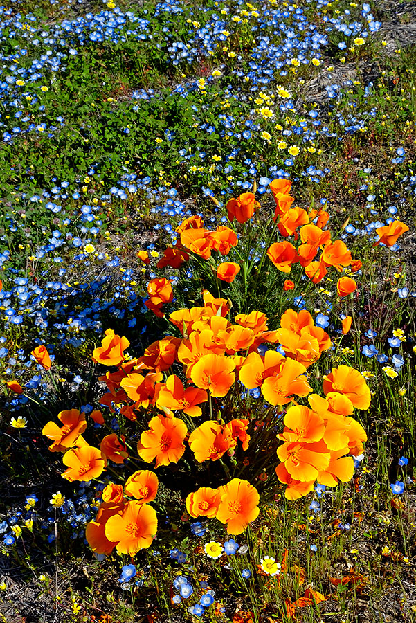 California Poppies and Baby Blue Eyes.jpg