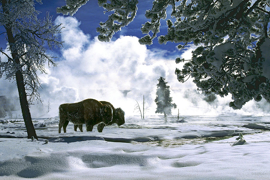 Bisons in Winter.jpg