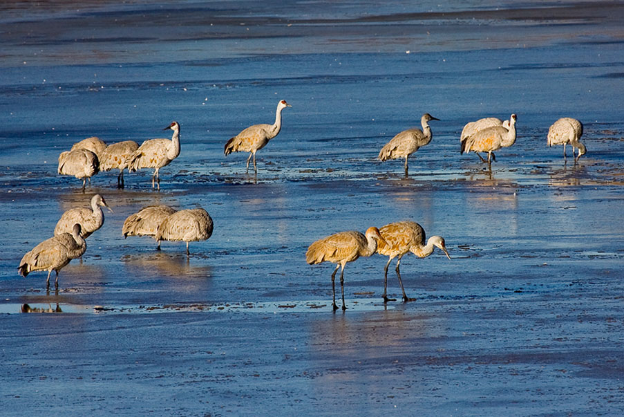 Sand Hill Cranes in Icy Water.jpg