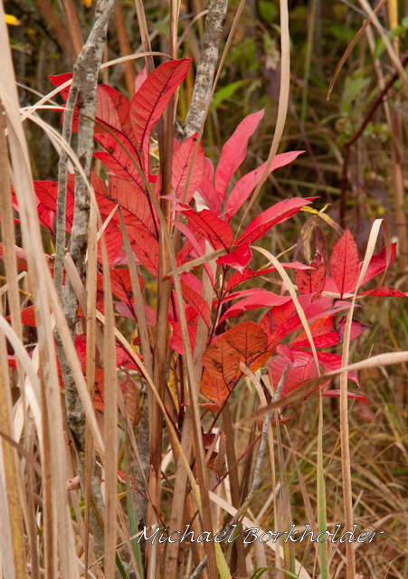DS2_4372.jpg