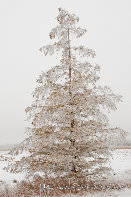 IceyPine7512