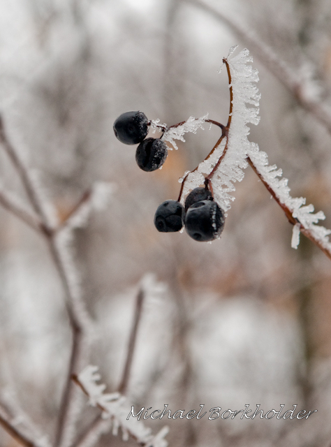 Viburnum7532