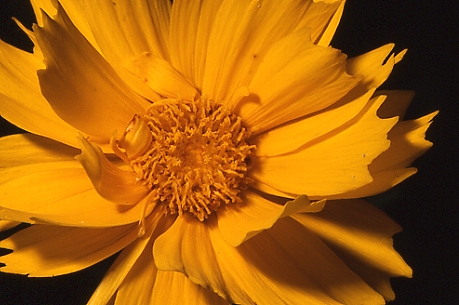 False Sunflower