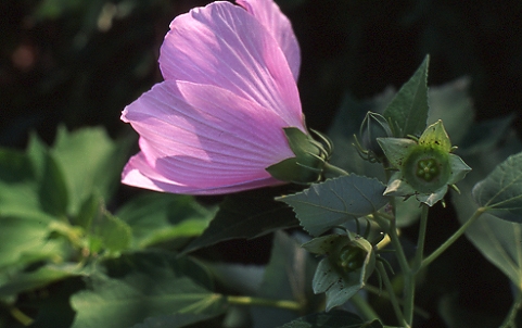 Marsh Mallow