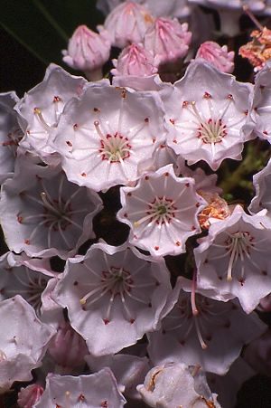 Mountain Laurel