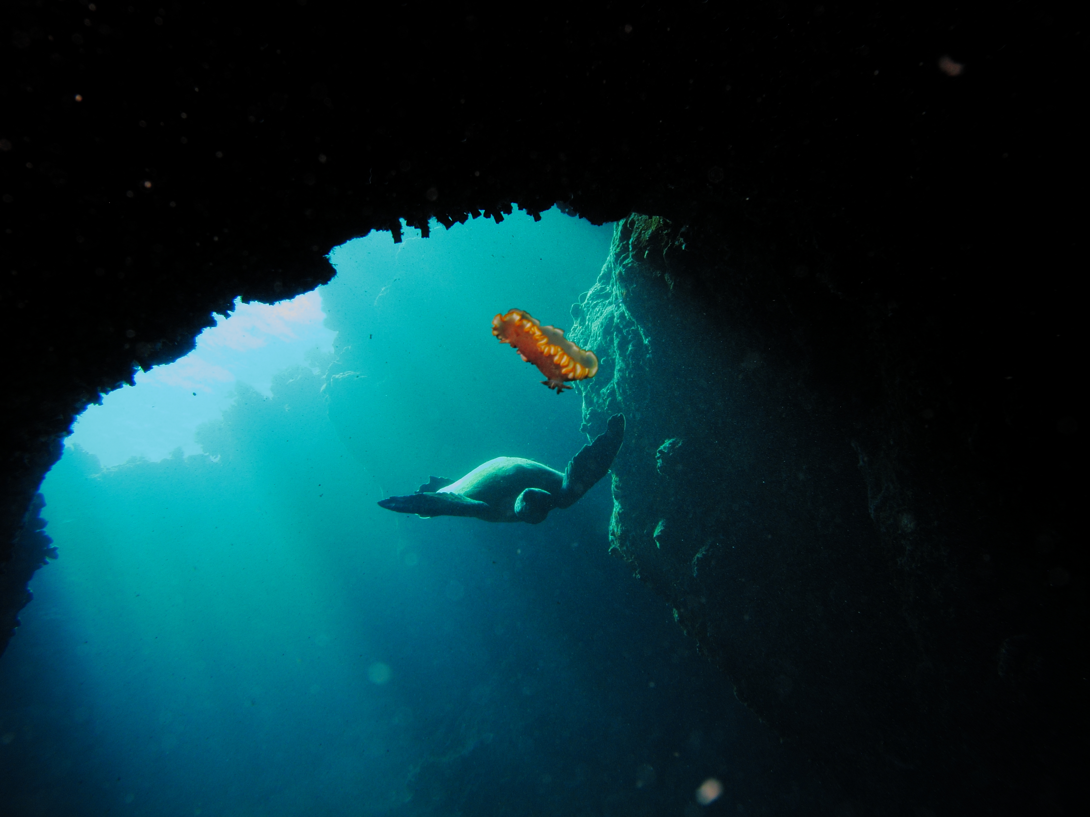 Puako - NudiBranch dislodged by bubbles and Turtle