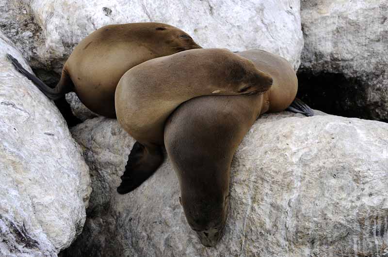 CA Sea Lions