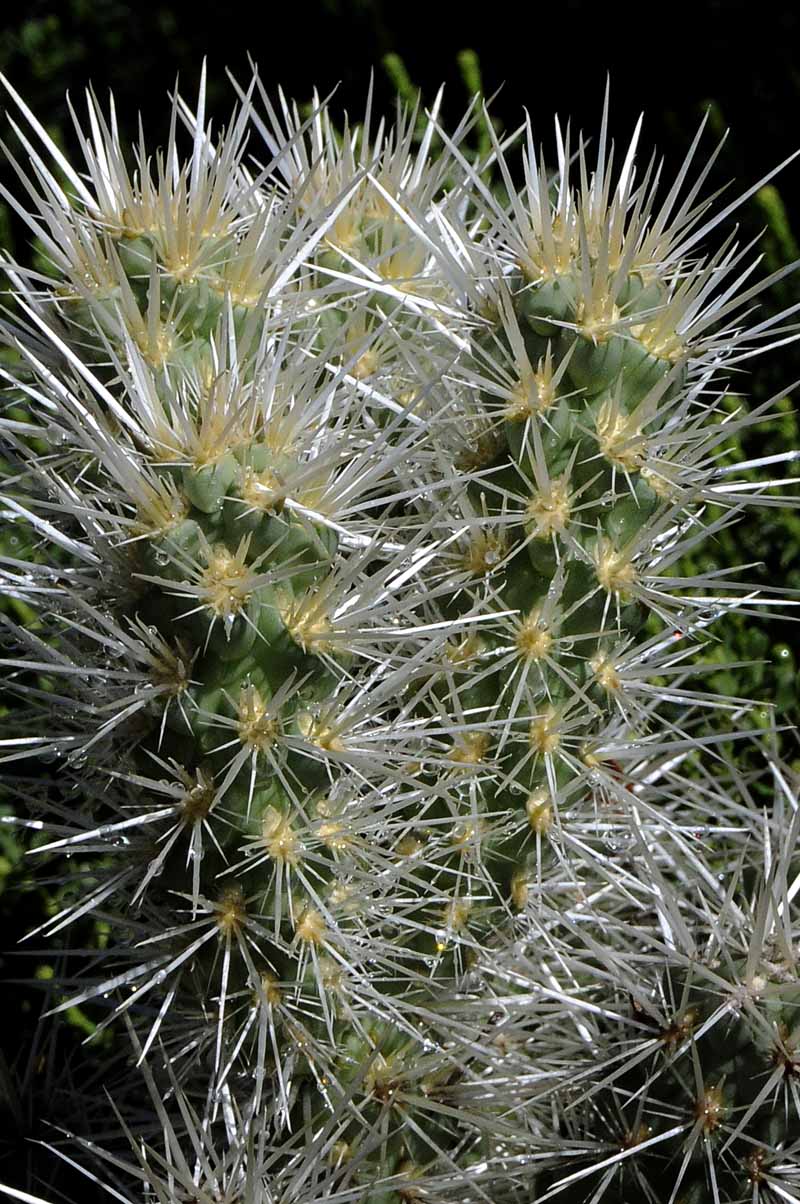 Succulents, Cactus & Other Spiny Plants