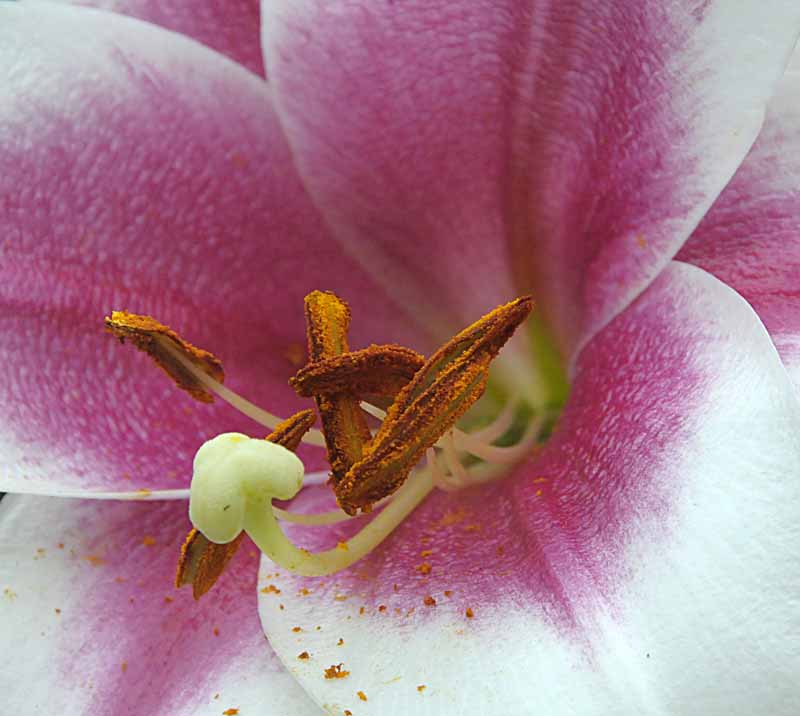 Flowers from the Garden