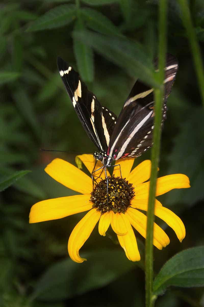 A Moth & A Few Butterflies