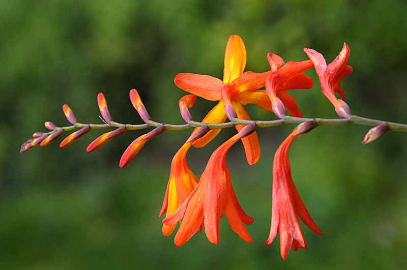 Flowers from Beyond the Backyard