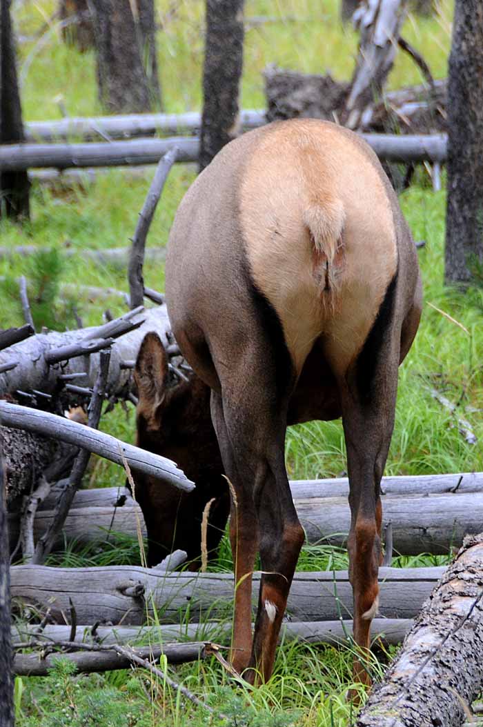 Yellowstone Tour  25