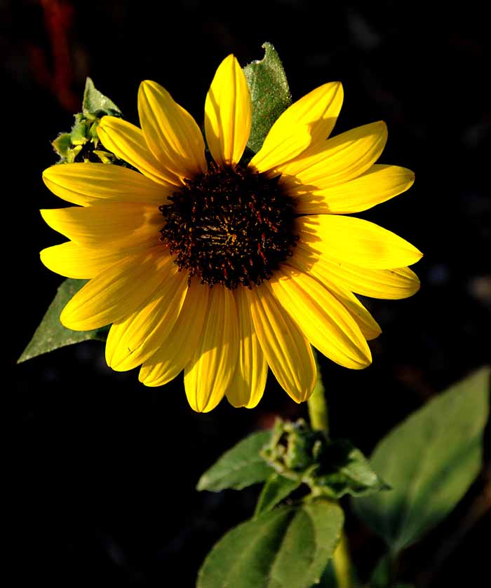Summer Sunflowers