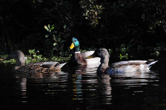 September on the Au Sable 20