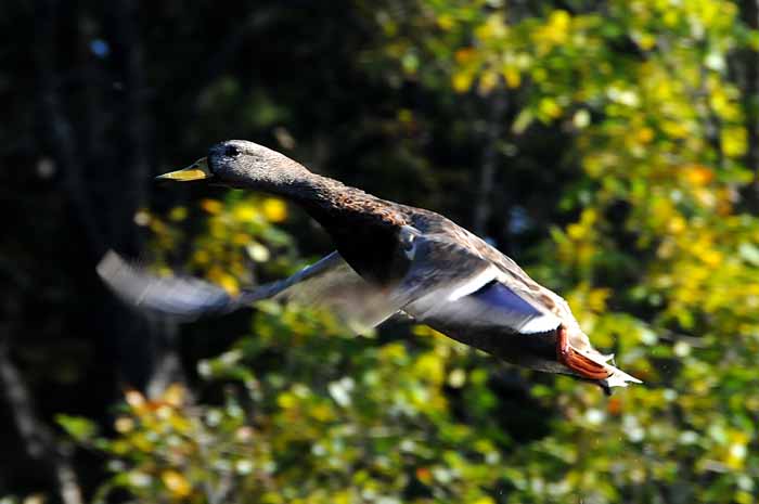 September on the Au Sable 22