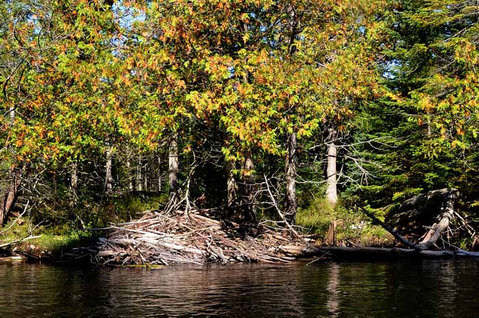 September on the Au Sable 41