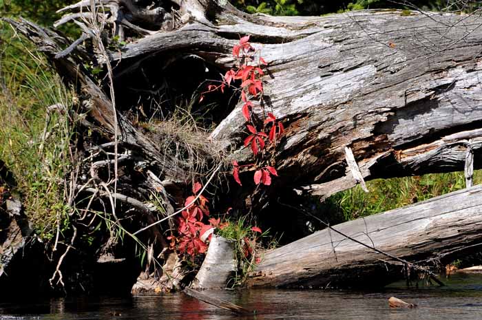 September on the Au Sable 58