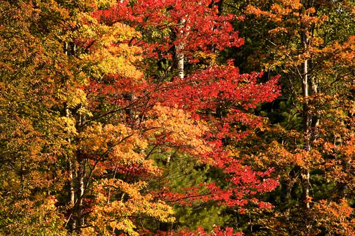 Autumn's Trees 03