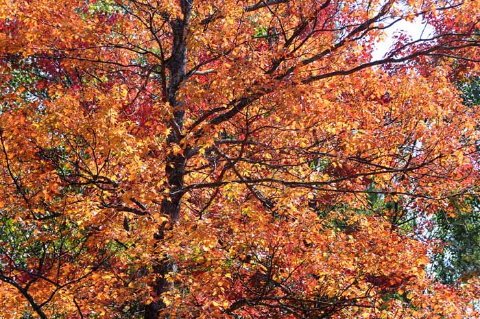 Autumn's Trees 05