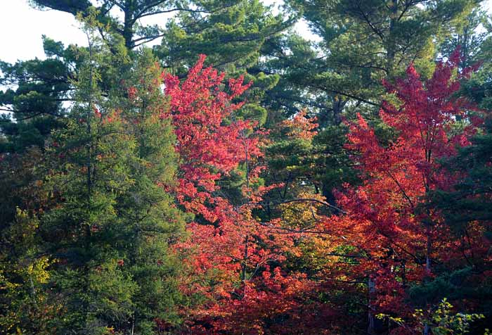 Autumn's Trees 06