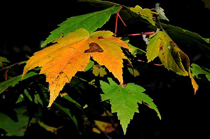 Autumn's Leaves 05