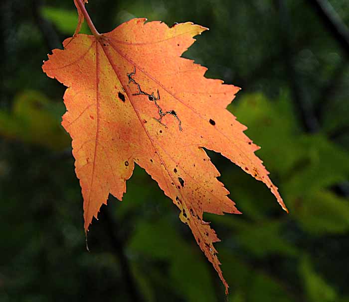 Autumn's Leaves 31