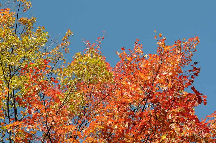 Autumn's Trees 08.
