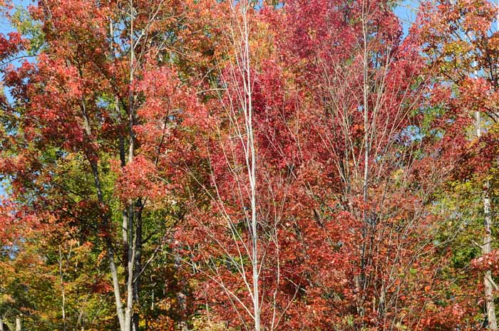 Autumn's Trees 17
