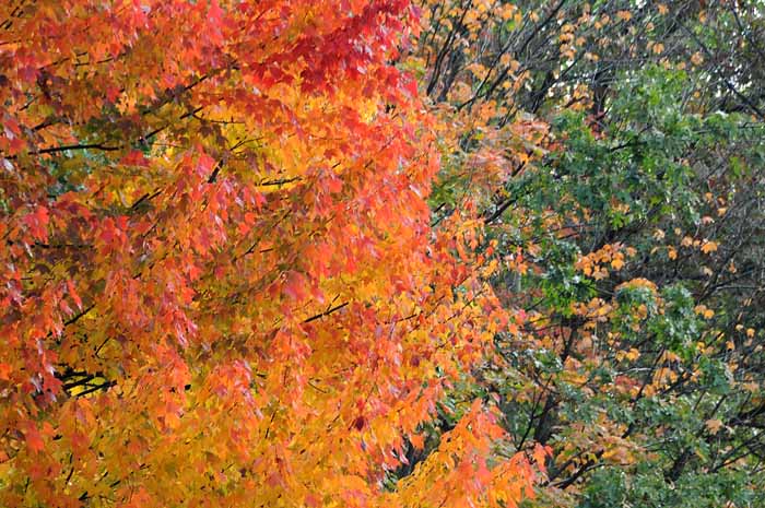 Autumn's Trees 21