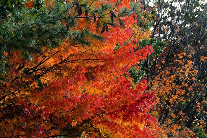 Autumn's Trees 23