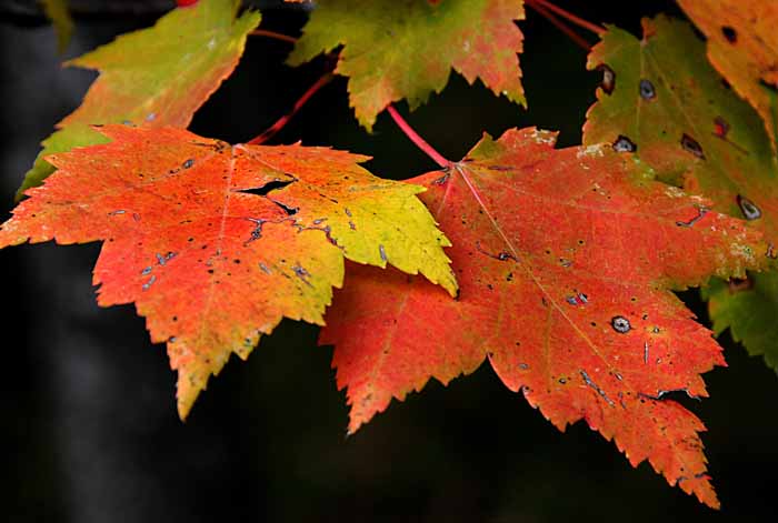 Autumn's Leaves 51