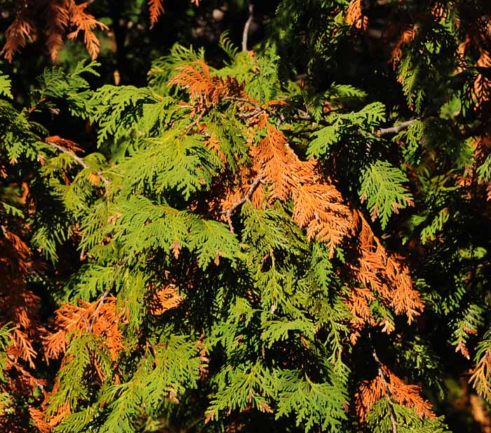 Autumn's Trees 26