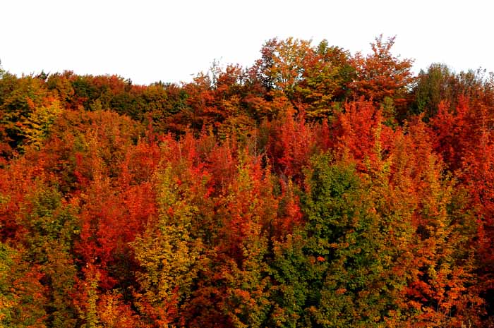 Autumn's Trees 27