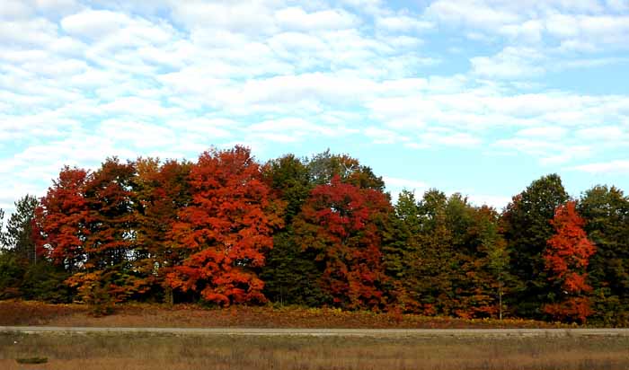 Autumn's Trees 29