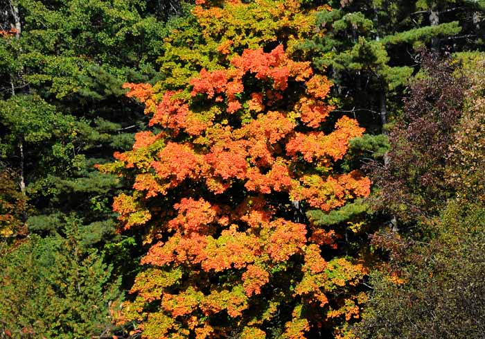 Autumn's Trees 30