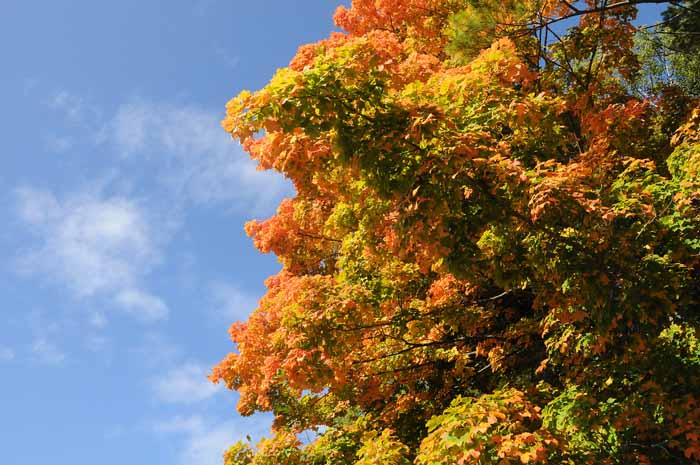 Autumn's Trees 34