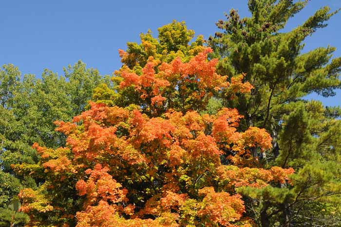 Autumn's Trees 36