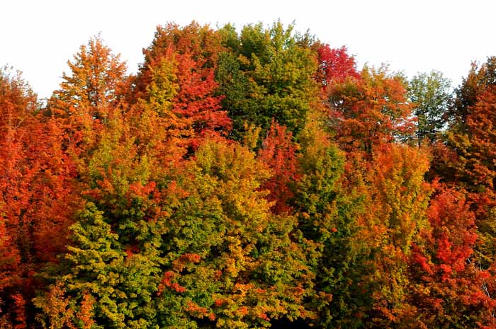 Autumn's Trees 40