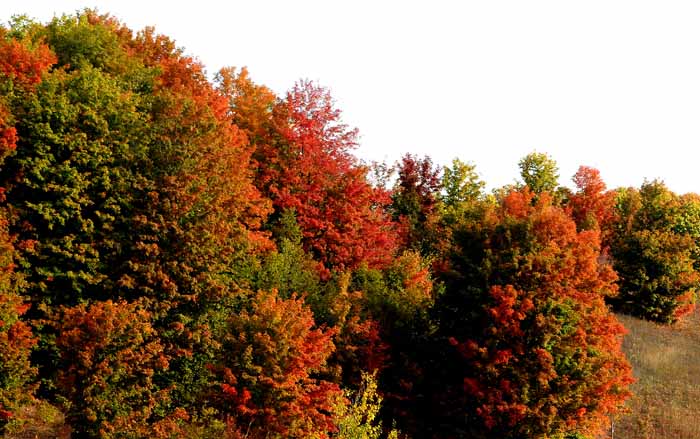 Autumn's Trees 42