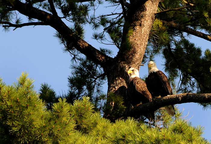 Chase Bridge Eagles