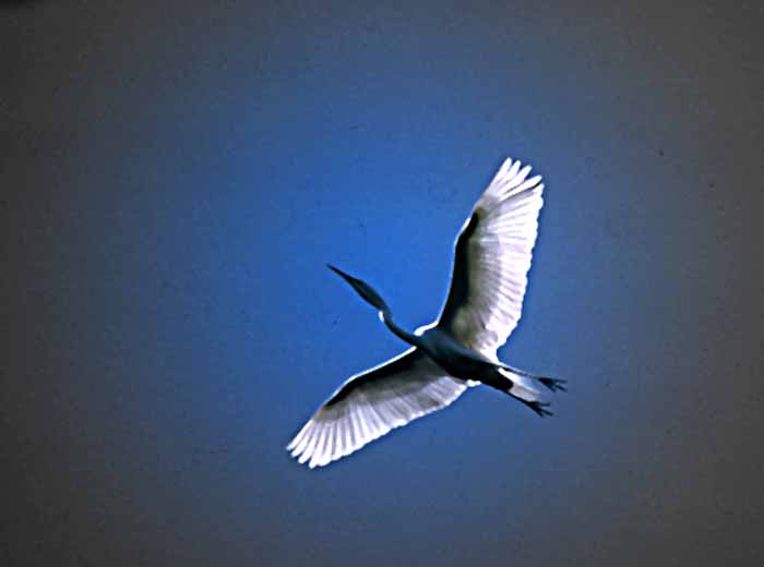 Egret in Flight 2