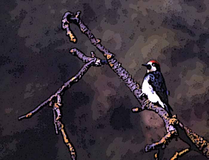 Sitting Acorn Woodpecker