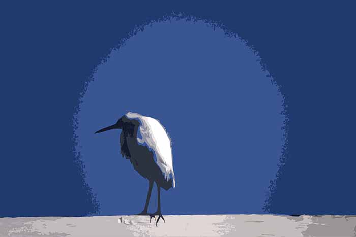 Sulking Snowy Egret