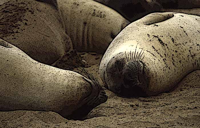 Elephant Seals - Females at Rest
