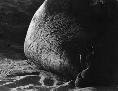 Bull Elephant Seal